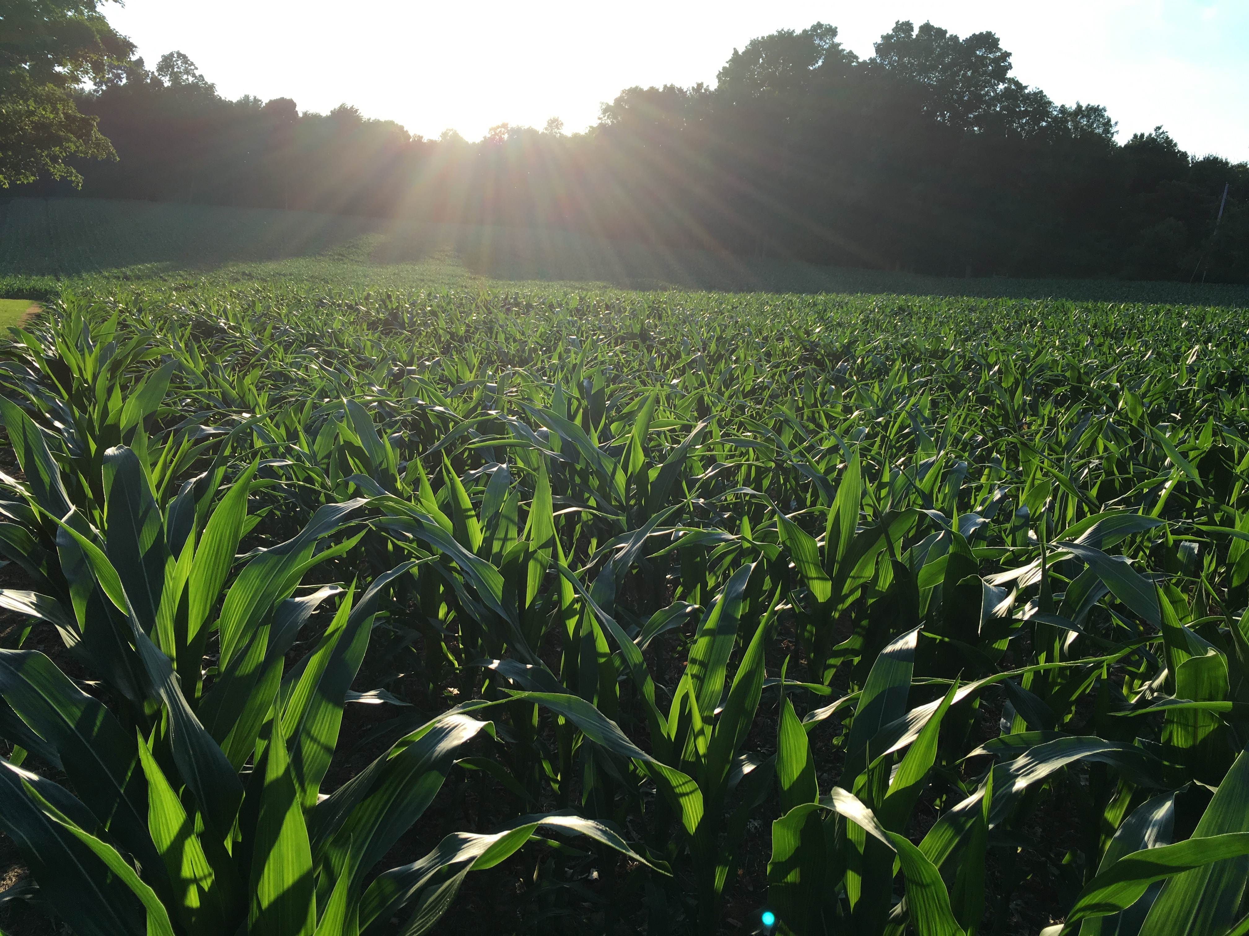 Corn Field, Country - Columbus On The Cheap