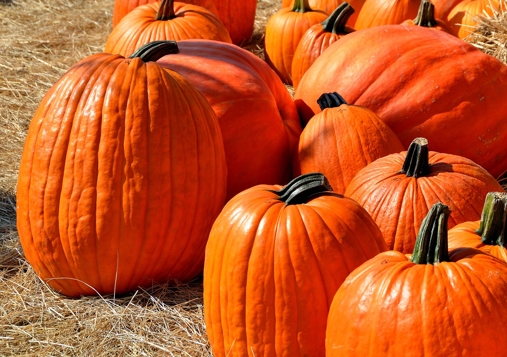 Trick or Treat and Food Allergies Teal Pumpkin Project Columbus on