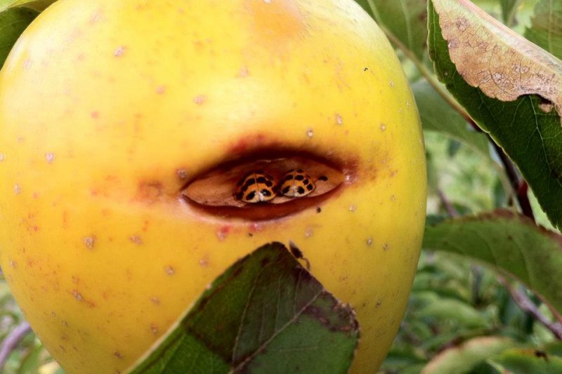 an apple on a tree with two ladybugs inside a bad spot