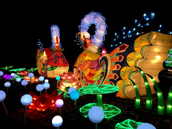 Experience the magic of Dragon Lights Columbus this winter!