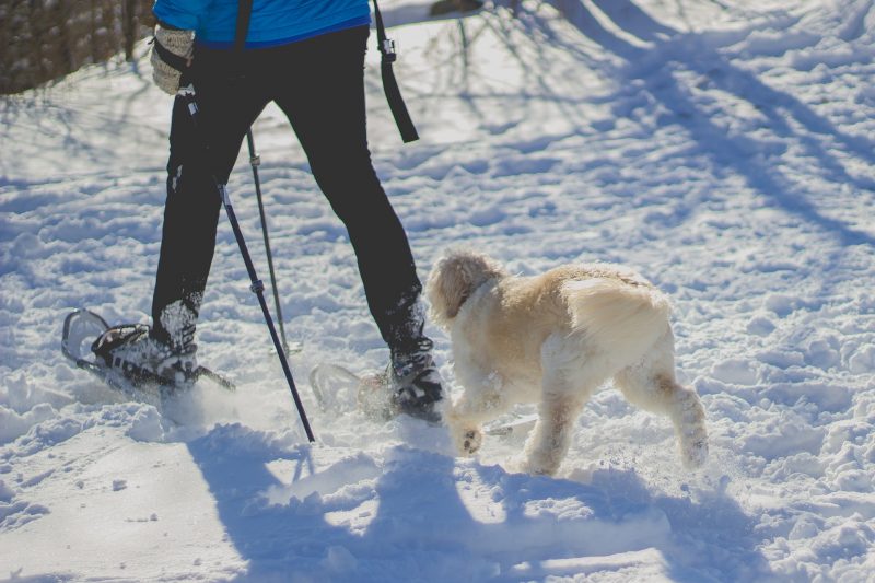 winter hike, dog hike