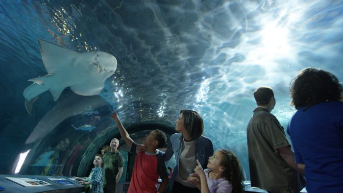 Newport Aquarium offers free kid admission through August - Shark Ray Shark Tunnel 700x394