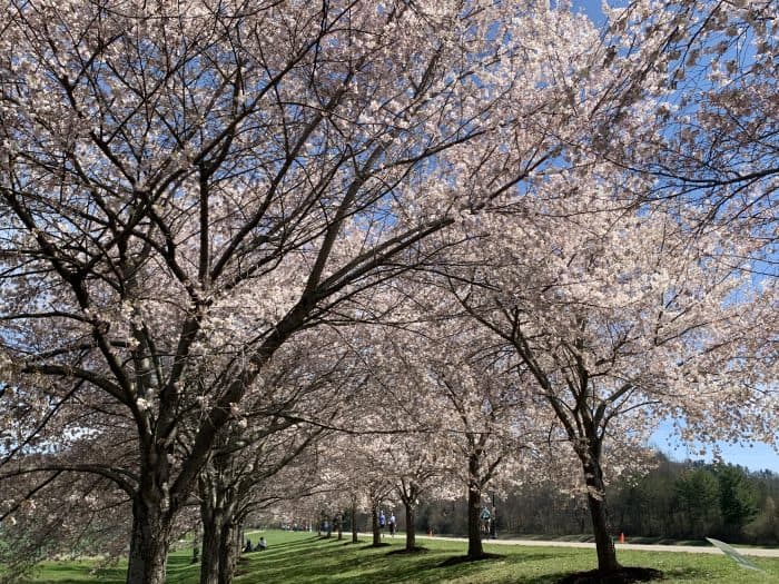 100+ Cherry Blossom Tree Pictures